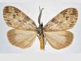 Galtara doriae